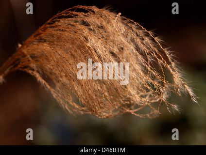 Nepalesische Silvergrass, Himalaya Fee Grass, Nepal Silver Grass, Miscanthus Nepalensis, Poaceae. Himalaya, Burma. Saatgut-Kopf. Stockfoto