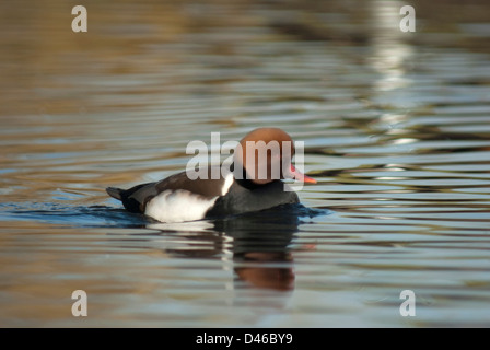 Drake rot-crested Tafelenten (Netta Rufina) in Gefangenschaft bei Martin bloße WWT Stockfoto