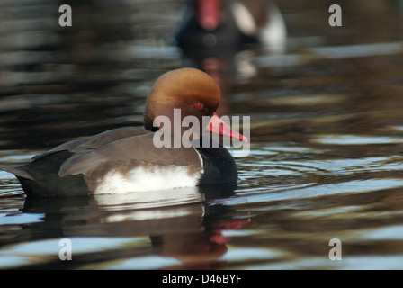 Drake rot-crested Tafelenten (Netta Rufina) in Gefangenschaft bei Martin bloße WWT Stockfoto