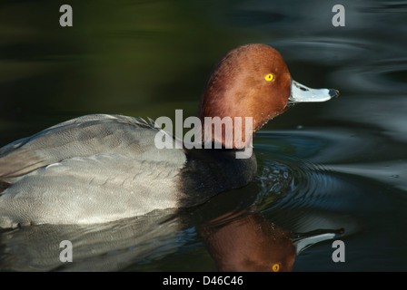 Drake rothaarige (Aythya Americana) in Gefangenschaft bei Martin bloße WWT Stockfoto