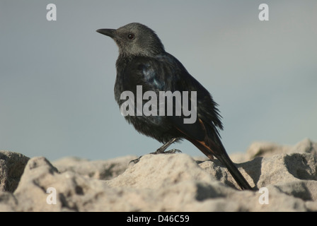 Red-winged Starling (Onychognathus Morio) auf Felsen in De Hoop, Südafrika Stockfoto