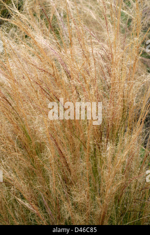 Mexikanisches Federgras oder Texas Nadel Grass, Stipa Tenuissima, Poaceae. Süd-Amerika. Stockfoto