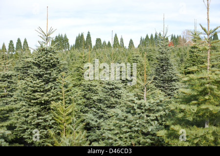 Schneiden Sie Ihren eigenen Weihnachtsbaum viel in den Bergen Stockfoto