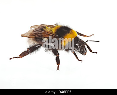 Bumblebee kriecht auf weißem Hintergrund Stockfoto