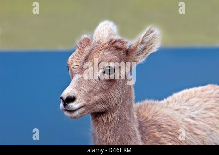 Kanadische Bighorn Schafe Lamm Stockfoto