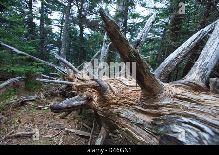 Einen großen umgestürzten Baum tot auf Mt. Mitchell aus den Blue Ridge Parkway im westlichen North Carolina. Stockfoto