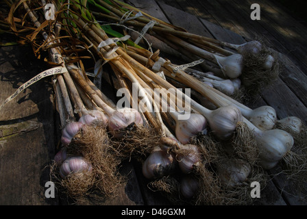 Eine kleine Ernte verschiedener frisch geernteter Knoblauchzwiebeln. Stockfoto
