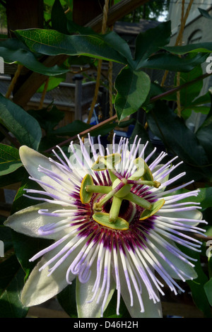 Die zarten Blüten der eine blaue Passionsblume (Passiflora Caerulea) Stockfoto