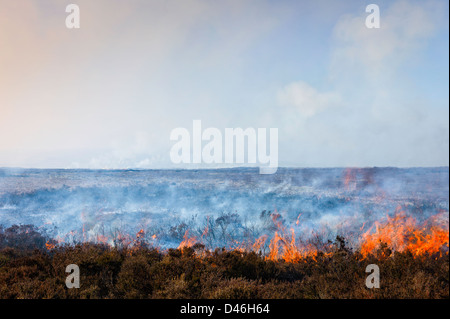 Heather angezündet, neues Wachstum zu beleben. Eine Strategie von Moorland Management in den North York Moors beschäftigt. Stockfoto