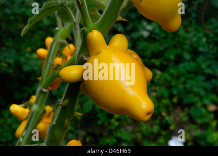 Die seltsamen und einzigartige Samenkapseln von Solanum Mammosum allgemein verwendet als dekorative Display während des chinesischen Neujahrs Stockfoto