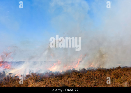 Heather angezündet, neues Wachstum zu beleben. Eine Strategie von Moorland Management in den North York Moors beschäftigt. Stockfoto