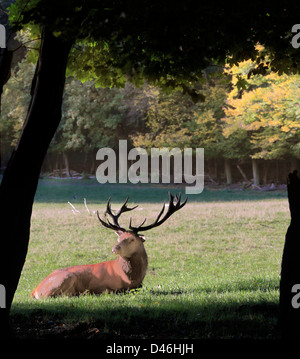 Männliche Rotwild in einer Waldlichtung Stockfoto