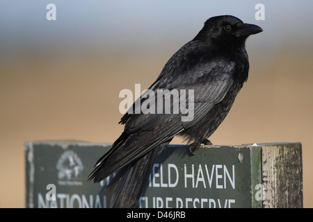 Raven Stockfoto