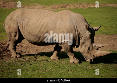 Weißes Nashorn Ceratotherium simum Stockfoto