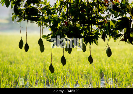 Mangifera indica. Reife Mango auf einem Baum in der indischen Landschaft. Andhra Pradesh, Indien. Silhouette Stockfoto