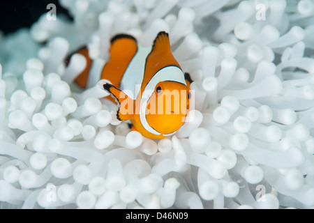 Ein Clownfisch in eine komplett weiße anemone Stockfoto