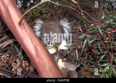 Koala Fütterung und schützt vor Regen in Eukalyptus Baum-Phasolarctos Cinereus - Familie Phascolarctidae Stockfoto