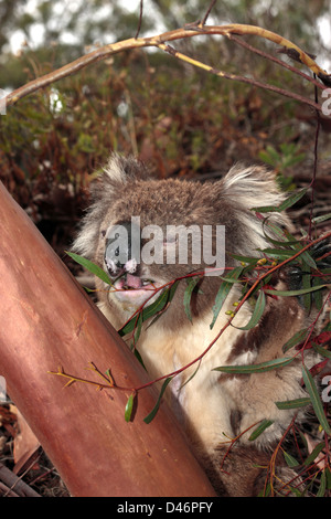 Koala Fütterung und schützt vor Regen in Eukalyptus Baum-Phasolarctos Cinereus - Familie Phascolarctidae Stockfoto