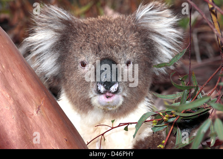 Koala Fütterung und schützt vor Regen in Eukalyptus Baum-Phasolarctos Cinereus - Familie Phascolarctidae Stockfoto