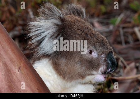 Koala Eukalyptus Kletterbaum zu füttern und schützen vor Regen-Phasolarctos Cinereus - Familie Phascolarctidae Stockfoto