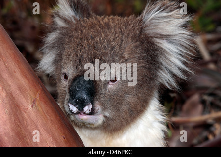 Koala Eukalyptus Kletterbaum zu füttern und schützen vor Regen-Phasolarctos Cinereus - Familie Phascolarctidae Stockfoto