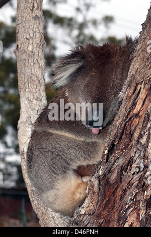 Koala schlafen während bergende aus Regen-Phasolarctos Cinereus-Familie Phascolarctidae Stockfoto