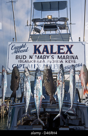 Fisch aus dem Atlantik gefangen an Bord des Bootes Sportfischen, Kalex, erscheinen in Islamorada, einem Dorf in den Florida Keys, Florida, USA. Stockfoto