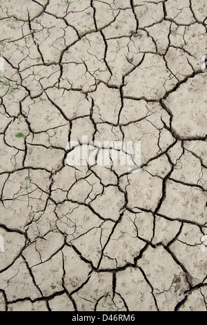 Chemische cracken Lehmboden See bed Muster. Andhra Pradesh, Indien Stockfoto