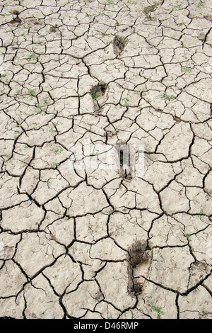 Footprints in trockenen Knacken Ton See bed Boden in der indischen Landschaft. Andhra Pradesh, Indien Stockfoto
