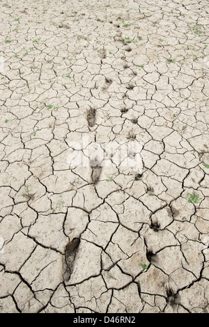 Mensch und Hund footprints in trockenen Knacken Ton See bed Boden in der indischen Landschaft. Andhra Pradesh, Indien Stockfoto