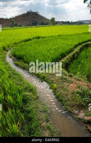 Bewässerung der Reisfelder bei Sonnenuntergang. Andhra Pradesh, Indien Stockfoto