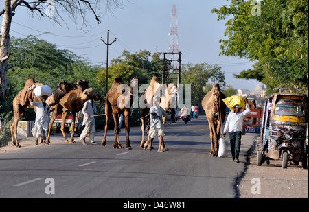 Käufern führen ihre Kamele nach Hause während Viehmarkt im westlichen indischen Stadt von Nagaur, im Staat Rajasthan Stockfoto