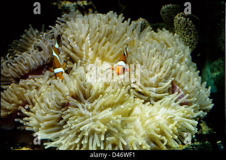 Prächtige Seeanemone, Heteractis Magnifica, Celenterata, Indo-Pazifischer Ozean Stockfoto