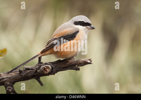 Würger in Keoladeo Ghana Nationalpark, Indien Stockfoto