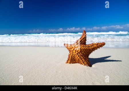 Karibische Seestern über Sandstrand Stockfoto