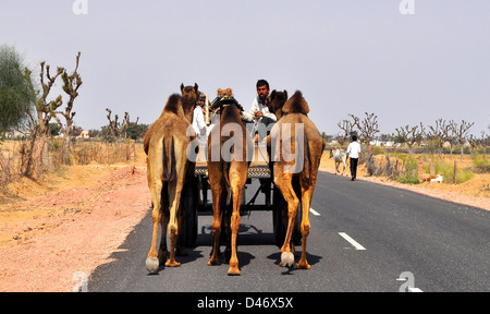 Käufer führen ihr Vieh nach Hause von Nagaur Viehmarkt im westlichen indischen Rajasthan Zustand. Stockfoto