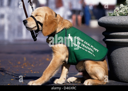 Blindenhund Welpen in der Ausbildung (golden Retriever/gelb Lab Mix) Stockfoto