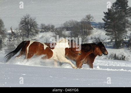 Hucul Pony, Carpathian Pony Huzul. Drei Pferde Galopp auf einer schneebedeckten Wiese Stockfoto
