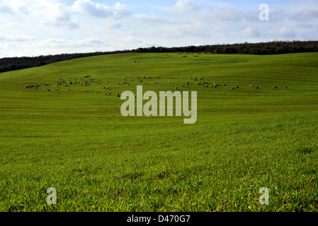 grüne Wiese und Schafe weiden Stockfoto