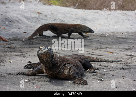 Komodo-Warane, Varanus Komodoensis, sind die größten Echsen der Welt. Rinca Island, Komodo National Park, Indonesien. Stockfoto