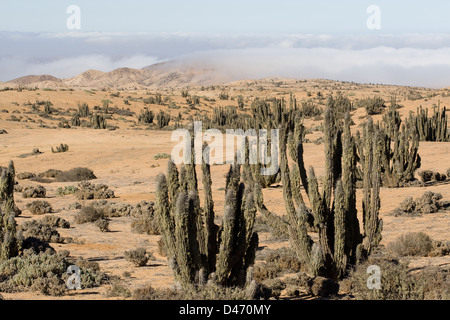 (Copao Maihuenia breviflora, maihuenia saint-pieana), Pan de Azucar Nationalpark, Chanaral, Chile Stockfoto