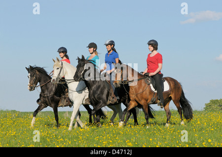 Paso Fino. Vier junge Reiter auf der Rückseite des Paso Fino Pferde Toelting auf einer Wiese Stockfoto