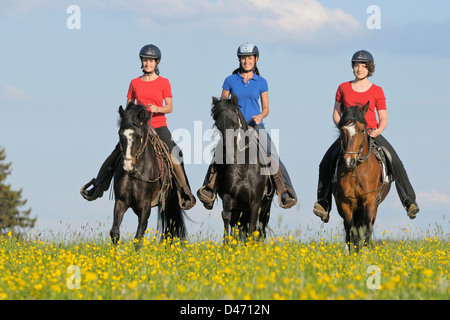 Paso Fino. Drei junge Reiter auf der Rückseite des Paso Fino Pferde Toelting auf einer blühenden Wiese Stockfoto