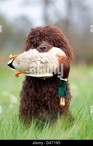 Irish Water Spaniel abrufen eine tote Stockente drake Stockfoto