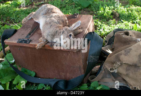 Tote Kaninchen, saß auf einem Frettchen-Box, die von Frettchen in einem Kaninchenbau gefangen hat Stockfoto