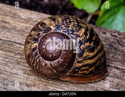 Garten Schnecke, (Helix aspersa), in der Schale, Dorset, England, UK. Europa Stockfoto