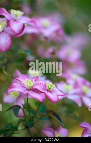 Clematis Montana var Rubens "Freda" (Anemone Clematis) Stockfoto