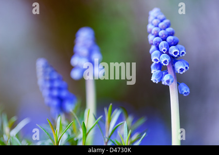 Blauen Blüten im Frühjahr Stockfoto