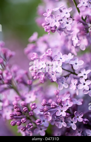 Syringa X hyacinthiflora Pocahontas Stockfoto