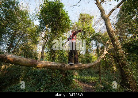 Mann im roten Hemd Gratwanderung zu Fuß über einen gefallenen Baumstamm im Wald mit Arme seitlich Stockfoto